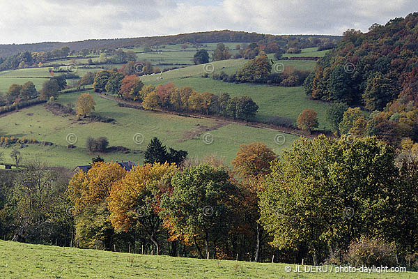 bois en automne